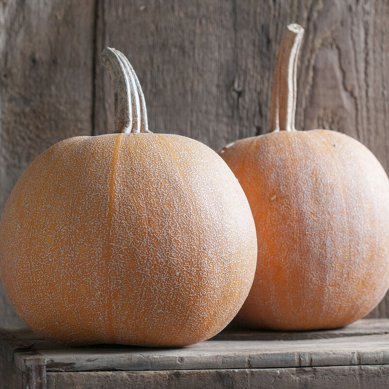 Winter Luxury - Pumpkin - Organic
