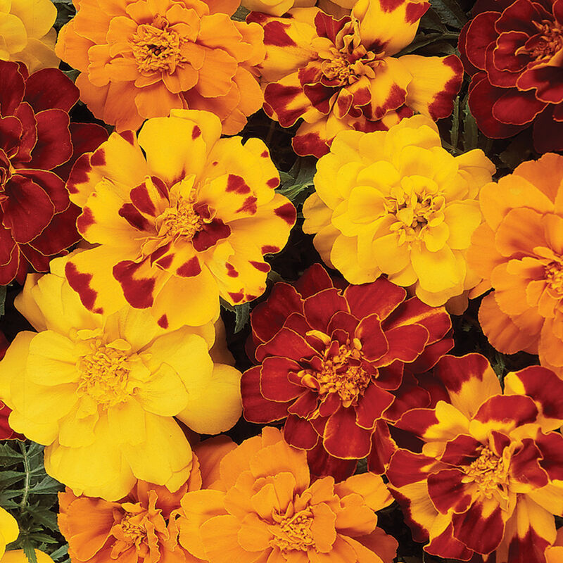 Marigold - Durango Outback Mix