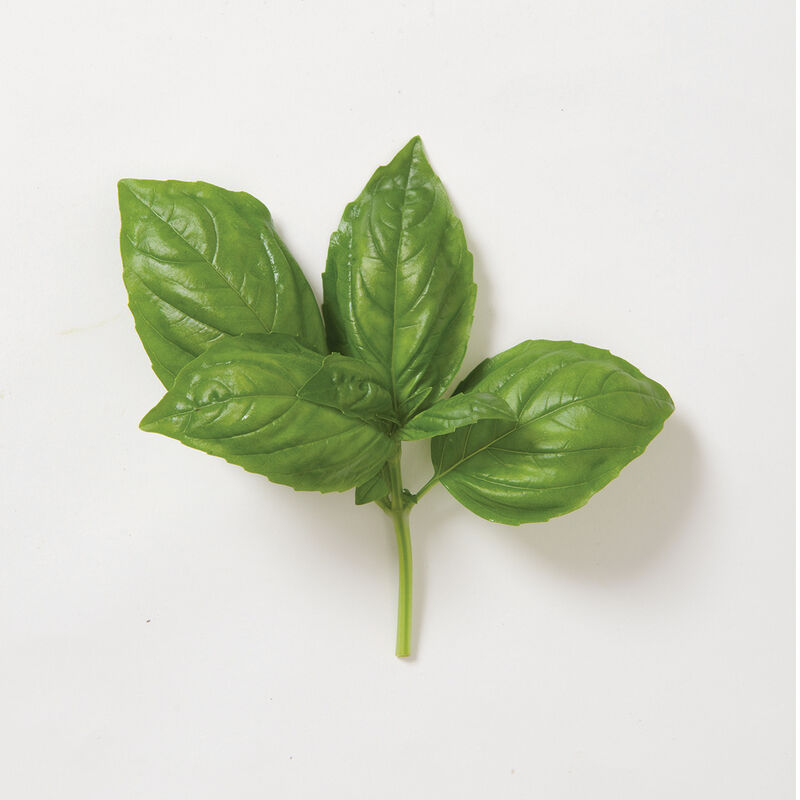Genovese - Basil