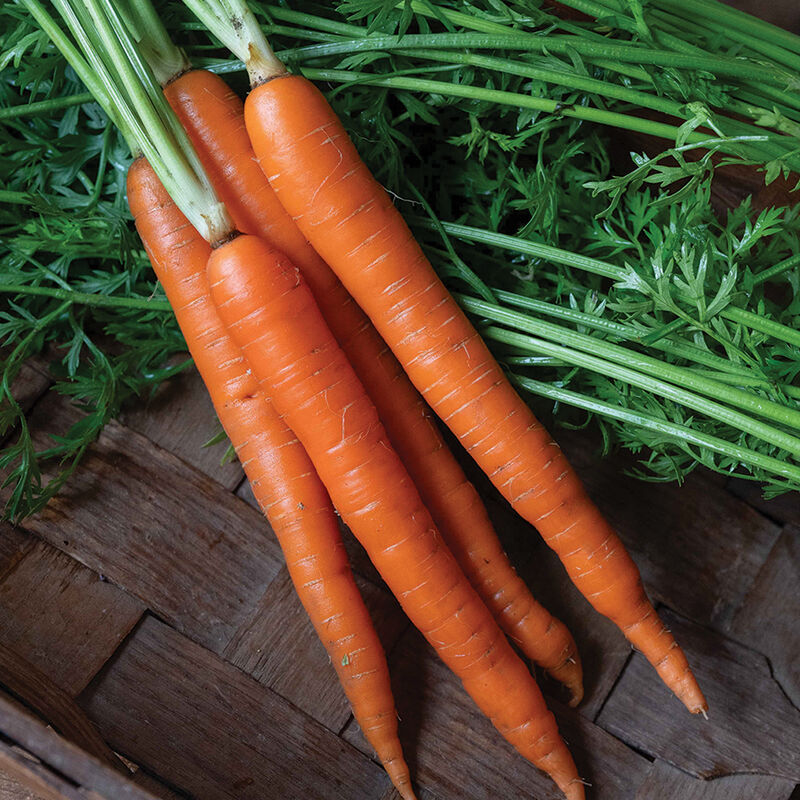 Orange Fancy - Carrot