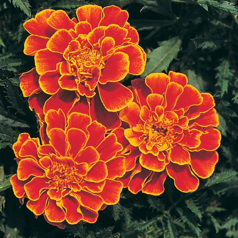 Marigold - Queen Sophia