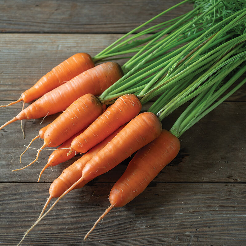 Shin Kuroda - Carrot
