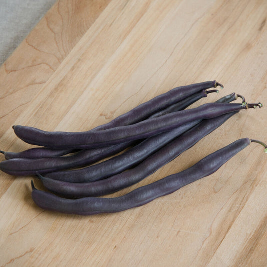Royal Burgandy - Bush Bean